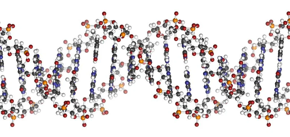 Dna structure, b-dna form. 스톡 일러스트