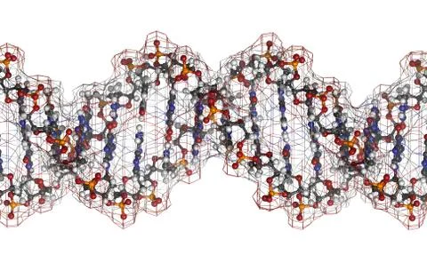 Dna structure, b-dna form. Illustrazione stock