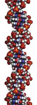 Dna structure, b-dna form. 스톡 일러스트