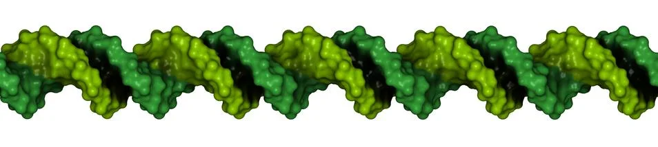 Dna structure, b-dna form. 스톡 일러스트
