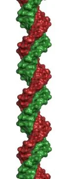 Dna structure, b-dna form. Illustrazione stock