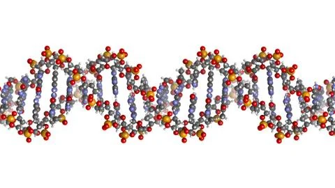 Dna structure, b-dna form. Stock Illustration