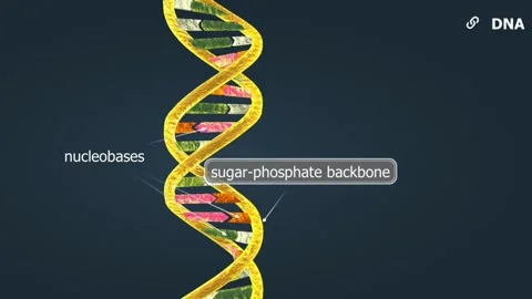 DNA Structure Stock Footage 261752025