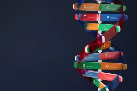 DNA structure model on dark background, closeup. Space for text 스톡 사진