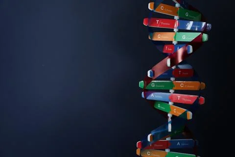 DNA structure model on dark background, space for text 写真素材