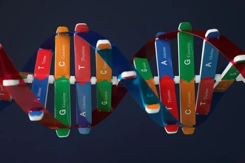 DNA structure model on dark background, closeup Stock Photos