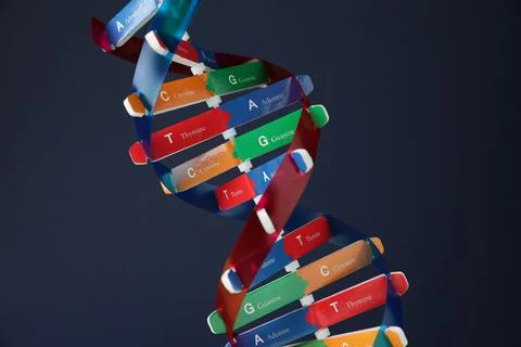 DNA structure model on dark background, closeup Stock Photos