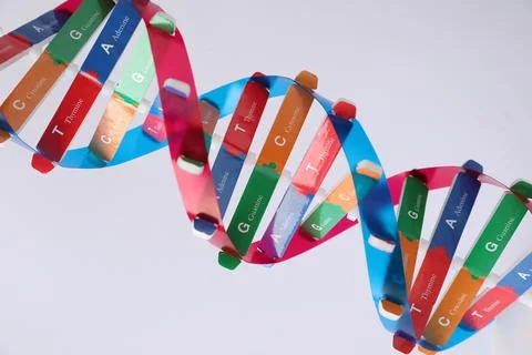 DNA structure model on light background, closeup Stock Photos