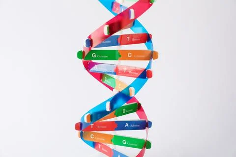 DNA structure model on light background, closeup Stock Photos