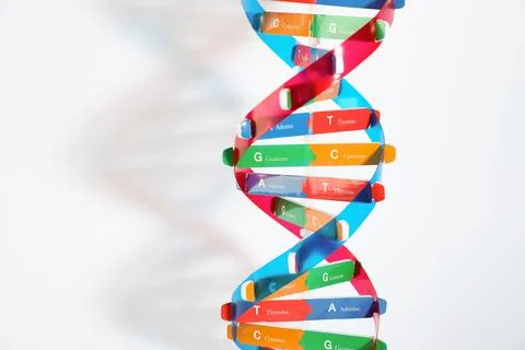 DNA structure model on light background, space for text 스톡 사진