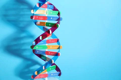 DNA structure model on light blue background, space for text Stock Photos