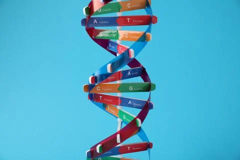 DNA structure model on light blue background, closeup 스톡 사진