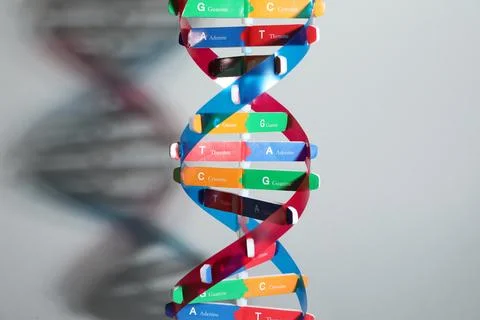 DNA structure model on light grey background 写真素材