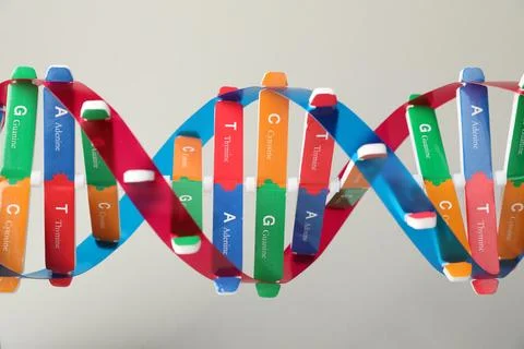 DNA structure model on light grey background, closeup 스톡 사진