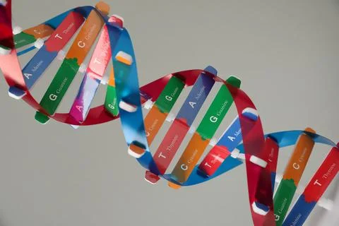 DNA structure model on light grey background, closeup 스톡 사진