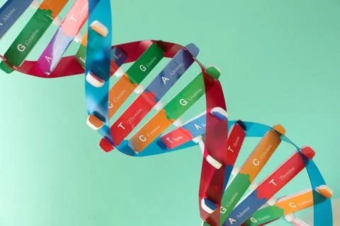 DNA structure model on turquoise background, closeup 스톡 사진