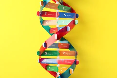 DNA structure model on yellow background, top view 스톡 사진