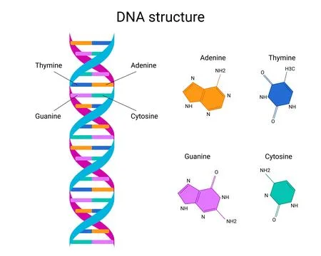 DNA Structure with Nucleotide Bases Stock Illustration