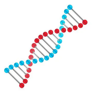 DNA structure vector illustration isolated on white background Stock Illustration