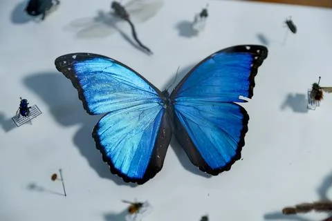 DNA study reveals thousands of potentially undescribed arthropod species in Ecua Fotos de archivo