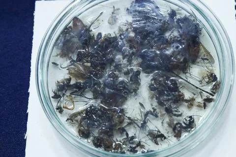 DNA study reveals thousands of potentially undescribed arthropod species in Ecua Fotos de archivo