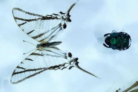 DNA study reveals thousands of potentially undescribed arthropod species in Ecua Fotos de archivo