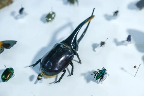 DNA study reveals thousands of potentially undescribed arthropod species in Ecua Fotos de archivo