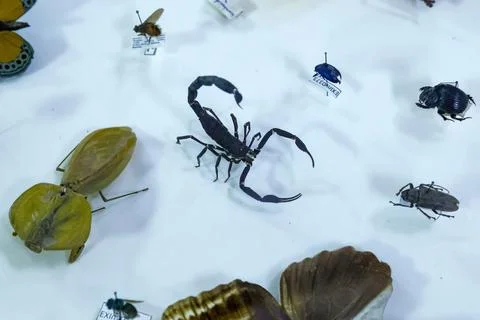 DNA study reveals thousands of potentially undescribed arthropod species in Ecua Fotos de archivo