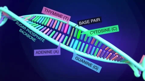 DNA unwinding with labels, 3d animation Stock Footage 246936438