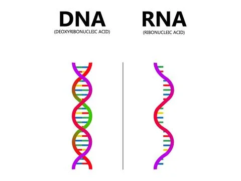 DNA vs. RNA vector illustration. Educational genetic acid explanation diagram Stock Illustration