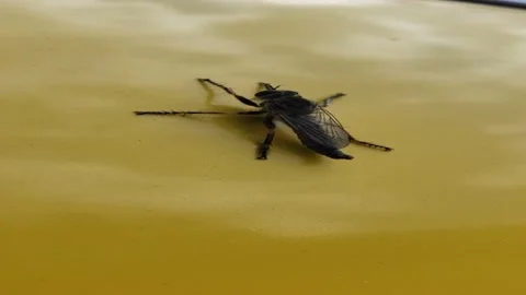 Dnieper. Big Black Fly Stock Footage 310807000