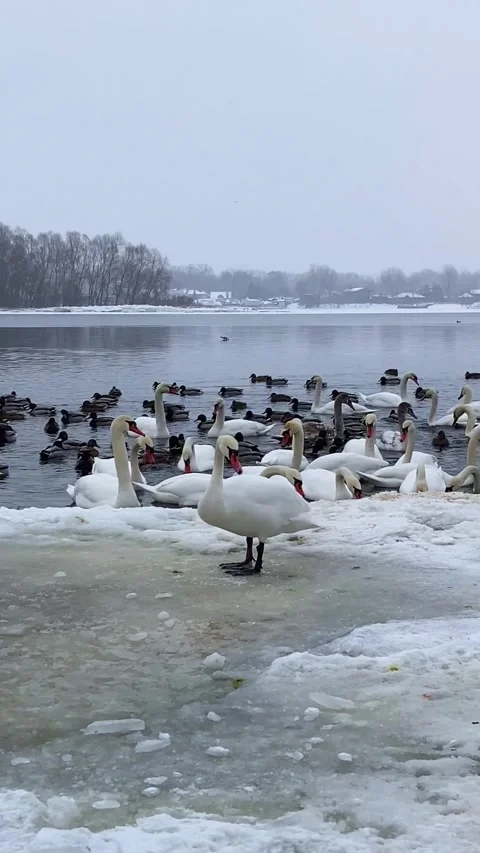 Dnipro river covered by ice and birds on the embankment of the Dnipro river Stock Footage 283684406
