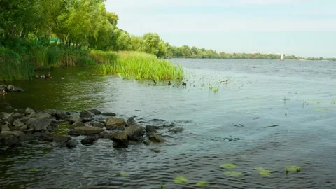 Dnipro river. Wild ducks. Obolon. Kyiv Stock Footage 144663938