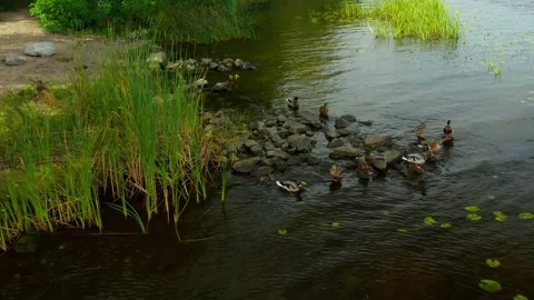 Dnipro river. Wild ducks. Obolon. Kyiv Stock Footage 144663980
