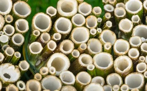 Do it yourself insect hotel made from hollow plant stalks - closeup Stock Photos