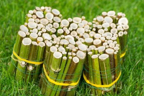 Do it yourself insect hotel made from hollow plant stalks - diagonal side vie Stock Photos