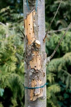 Do-it-yourself insect hotel made from thick branch Stock Photos
