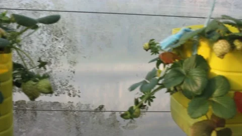 Do it yourself plastic pots for growing strawberries Stock Footage 237526906