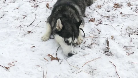 Do not disturb the dog Stock-Footage 78876030