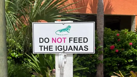 Do Not Feed The Iguanas sign in Florida Stock Footage 287026227