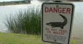Do Not Feed Or Molest The Gators HD Footage