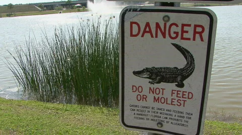 Do Not Feed Or Molest The Gators Stock Footage 345539