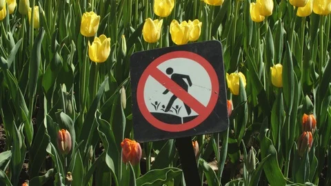 Do not step on the tulips Stock Footage 91038603