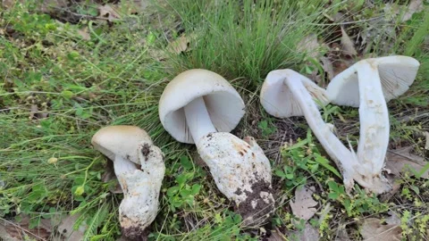 Do you know this mushroom? Question from ValexMedia team Vídeos de archivo 241141386