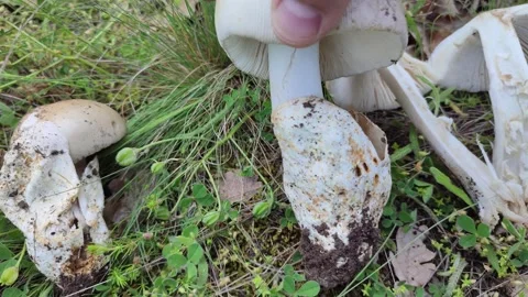 Do you know this mushroom? Question from ValexMedia team Vídeos de archivo 241141392