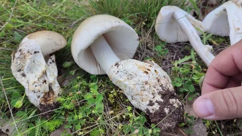 Do you know this mushroom? Question from ValexMedia team Vídeos de archivo 241141408