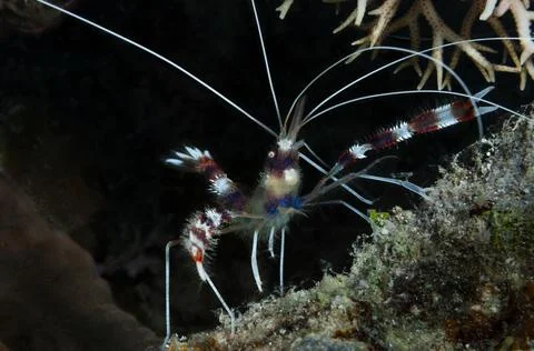 Do you need a clean up Stock Photos