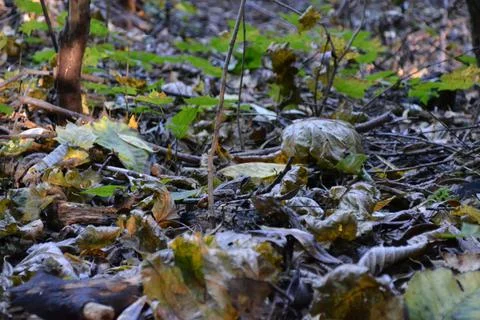Do You See The Frog Foto stock