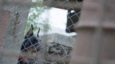 Doberman in a cage Vidéo 113446534