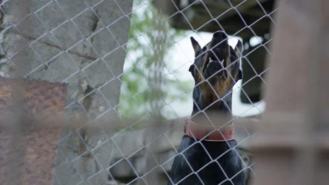 Doberman in a cage Stock Footage 113446538